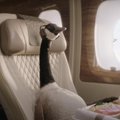 Genialu: „Emirates“ oro linijų bendrovę reklamuos žąsinas