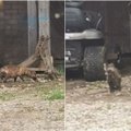 Kupiškio rajono gyventojus aplankė keistas gyvūnas: įspėja niekuomet prie tokių nesiartinti – platina baisią ligą