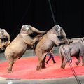 Kėdainiuose atšaukė sprendimą dėl cirko su laukiniais gyvūnais pasirodymų uždraudimo