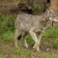 Švedijos zoologijos sode vilkai mirtinai sukandžiojo moterį