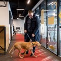 Vilniuje programuotojams dirbti padeda šunys: kartu jiems sekasi geriau