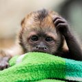 Beždžionės kapucinai šlapimu išsitrina, norėdamos patikti partnerei