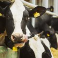 Ministerija praneša, kiek ūkininkai galės tikėtis gauti eurų už karvę