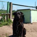 Iškraustomi Klaipėdos beglobiai gyvūnėliai prašo pagalbos