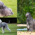 15 šuns veislių, kurios beveik nesišeria
