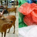 Žymūs japonų elniai gaišta pririję plastiko: prašo turistų supratingumo