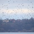 Lietuva palydėjo migruojančius paukščius: pro mūsų šalį praskrido rekordinis jų skaičius