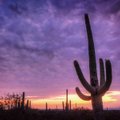 Saguaro nacionalinis parkas Arizonoje stebina ne tik milžiniškais kaktusais
