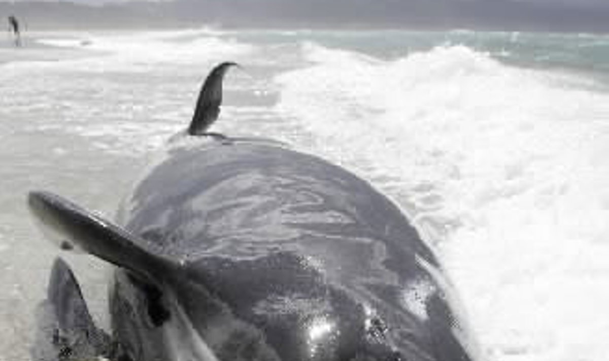 Ant seklumos užplaukęs miręs banginis Tasmanijos saloje.