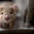 Eksperto patarimai, kaip namuose išnaikinti peles