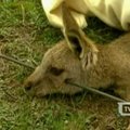 Australijoje arbaletu sužeista kengūra