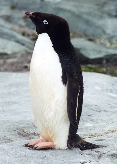 Antarktidoje gyvenančių "Adelės" pingvinų rūšis