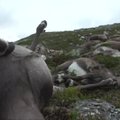 Norvegijoje žaibas užmušė per 300 šiaurinių elnių