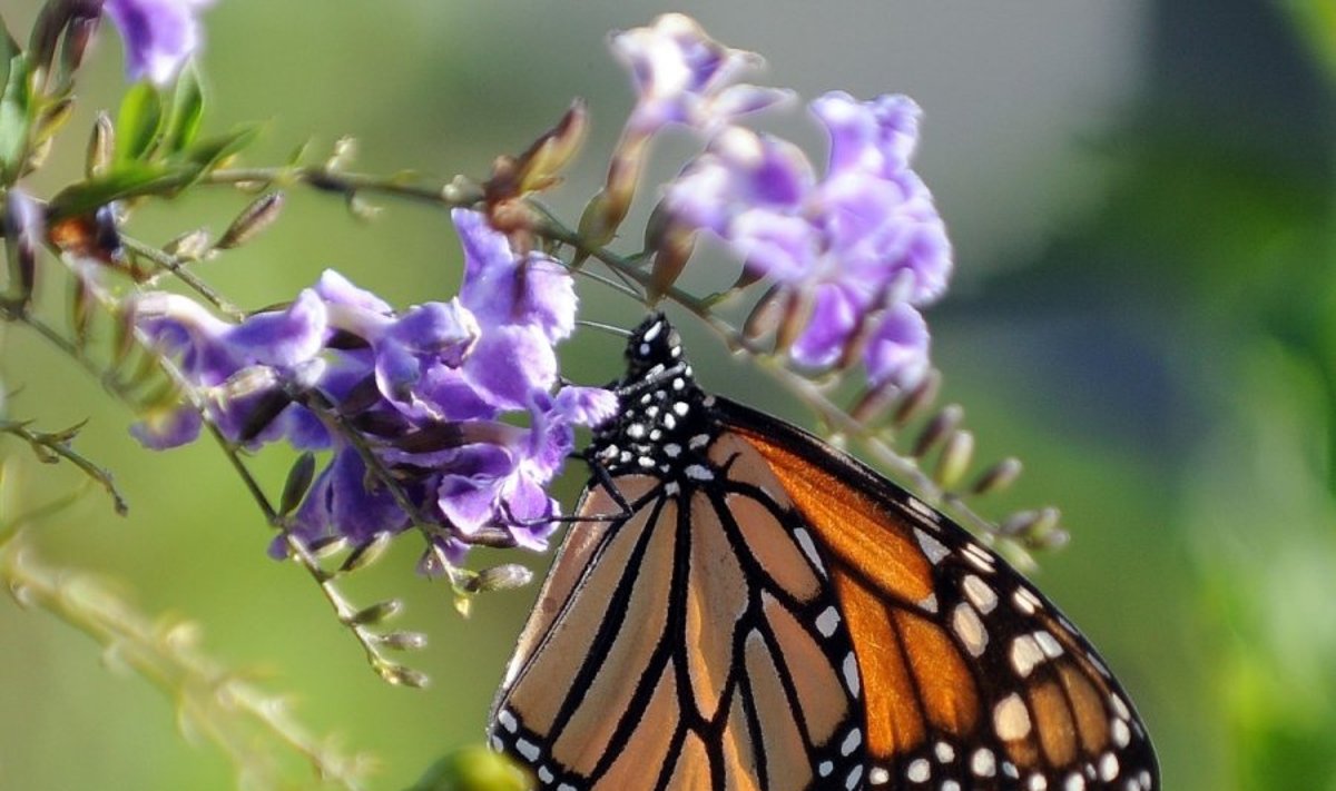 Drugelis monarchas