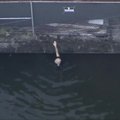 Policija nušovė į Majamio upę įšokusį vyrą