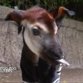 San Diego zoologijos sode pasaulį išvydo okapijos jauniklis
