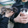Skambina pavojaus varpais: po daugiabučių balkonais masiškai gimsta naujos kačiukų vados