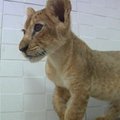Iš balkono Beirute išgelbėtas penkių savaičių amžiaus liūtukas