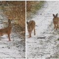 Nufilmavo, kaip Mažeikių rajone dūksta kiškiai: jie Lietuvoje sutinkami vis rečiau