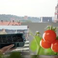 Delfi agro. Eksperimento biure – ar vaizdas pro langą į Gedimino pilį paskatins pomidorų dygimą – rezultatai buvo netikėti