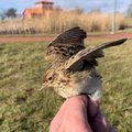 Ventės rago ornitologas Vytautas Jusys: visame pasaulyje labiausiai paukščius myli lietuviai