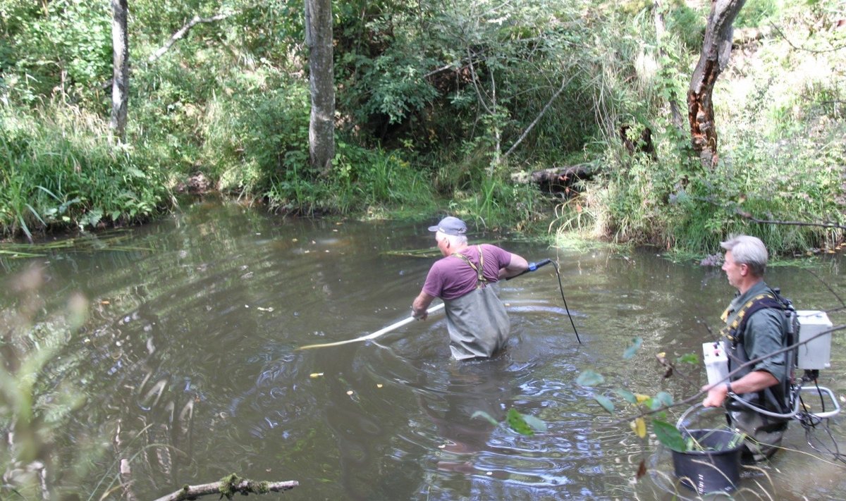 Mokslininkai upėse vykdė specialiąją žvejybą