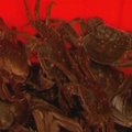 Kinijoje falsifikuojami ir plaukuotieji krabai