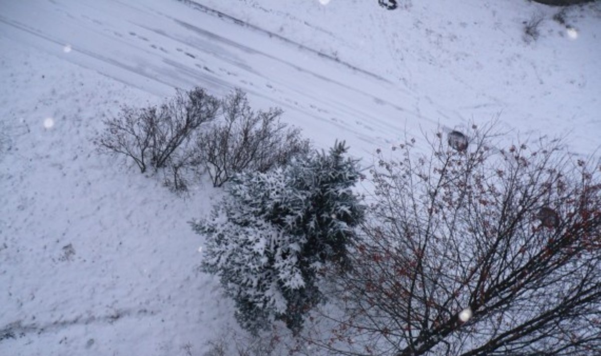 Sniegas Mažeikiuose, DELFI skaitytojos Jolantos nuotr.