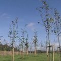 Specialistai: medžiai Vilniuje po keliolikos metų taps pavojingi