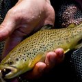 Mokslininkai džiaugiasi – Lietuvos upėse pamažu daugėja žuvų