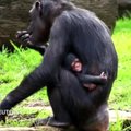 Sidnėjaus zoologijos sode šimpanzės jauniklis gyvena įsikibęs į motiną