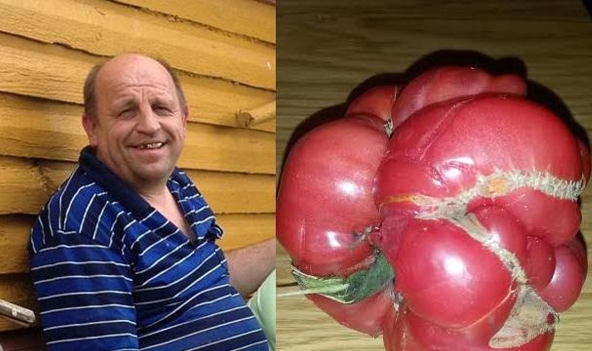  Valdas Bernatavičius ir jo milžiniškas pomidoras