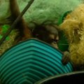 Solt Leik Sityje našlaitis orangutango jauniklis pristatytas visuomenei