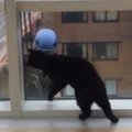 Linksmumo viršūnė: katė kovoja su langų plovėju