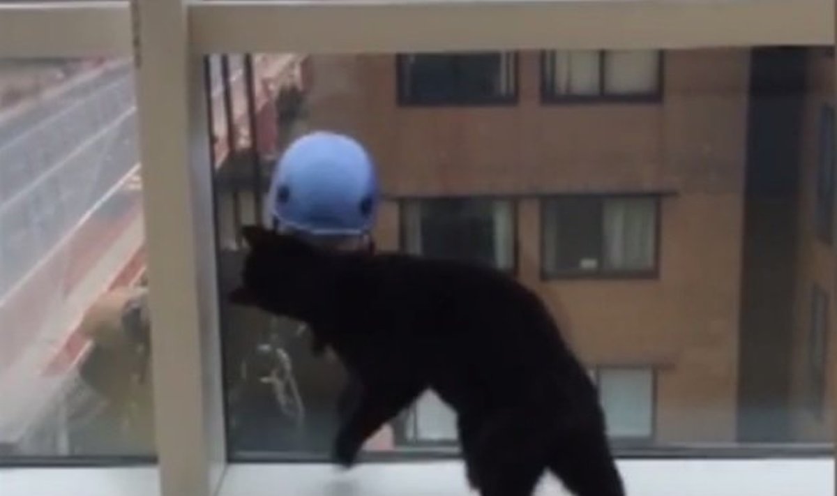 Katė kovoja su langų plovėju