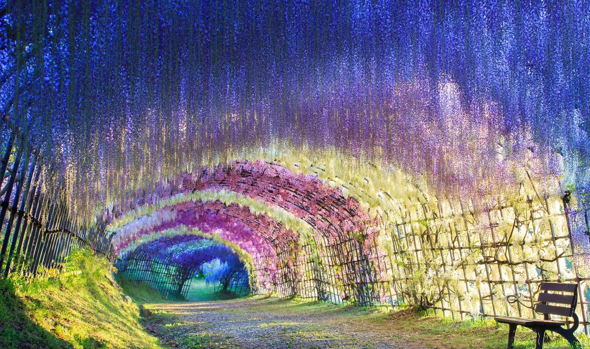 Visterijos tunelis, Japonija