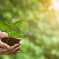 Aplinkosauga versle: kodėl reikia padėti gamtai?