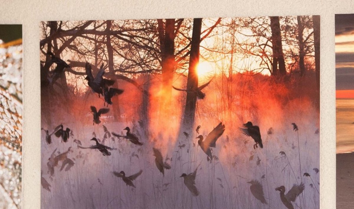 Konkurso "Gintarinis žaltys 2014"  kviečia siųsti gamtos nuotraukas