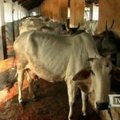 Indijos gyventojai gydosi karvių šlapimu