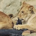 Zoologijos sodas sugalvojo būdą užsidirbti iš džinsų