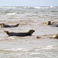 За три дня Балтийское море выбросило на берег шесть тюленей