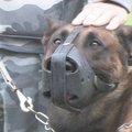 Prancūzų treneriai Lietuvos policijos šunis dresavo dirbti masinių renginių metu