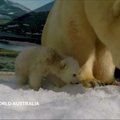 Kamera užfiksavo mielus baltojo lokio jauniklės žaidimus su mama „žvėrių lopšelyje“