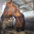 Garsiausi Lietuvos arkliai liko ant ledo : jų niekam nereikia