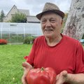 Kiek sveria Kaune užaugintas pomidoras gigantas