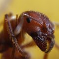 TCP protokolą pirmosios „išrado“ skruzdėlės?