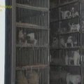 Italijos policija konfiskavo daugiau kaip 200 kontrabandinių šuniukų