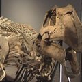 Paryžiuje vyksiančiame aukcione bus parduodami retų dinozaurų skeletai