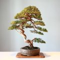 Japonijos bonsų augintojas prašo augalų vagių pasirūpinti jo medeliais