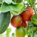 Trys žingsniai iki gausaus gardžių agurkų ir pomidorų derliaus